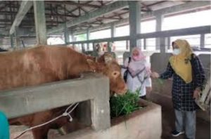 Kabar Baik, Hewan Ternak Sembuh dari PMK di Riau Capai 4.177 Ekor.
