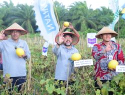 Panen Raya Melon di Siak Kecil, Bupati Bengkalis Ajak Petani Kelola Lahan dan Pekarangan Secara Optimal